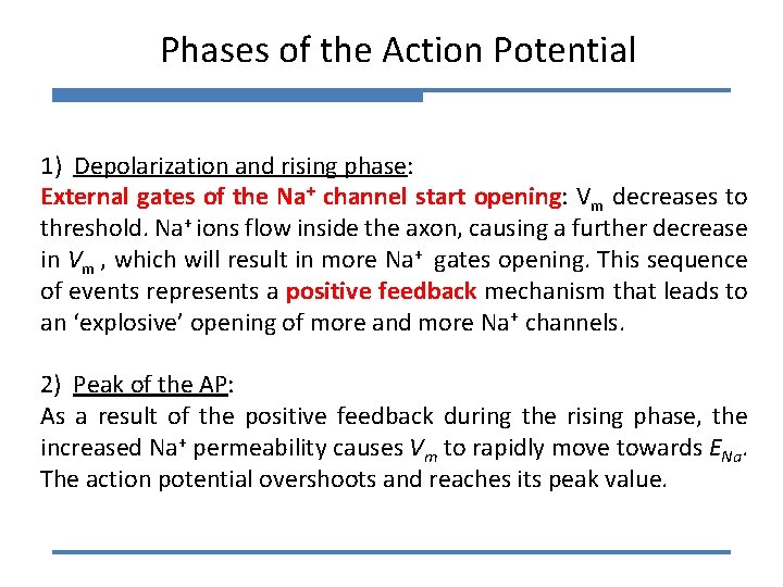 Phases of the Action Potential 1) Depolarization and rising phase: External gates of the
