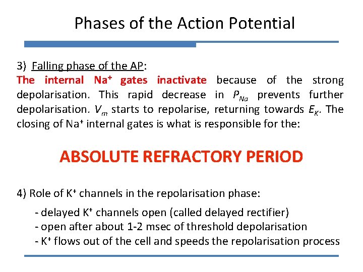 Phases of the Action Potential 3) Falling phase of the AP: The internal Na+