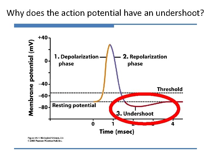 Why does the action potential have an undershoot? 