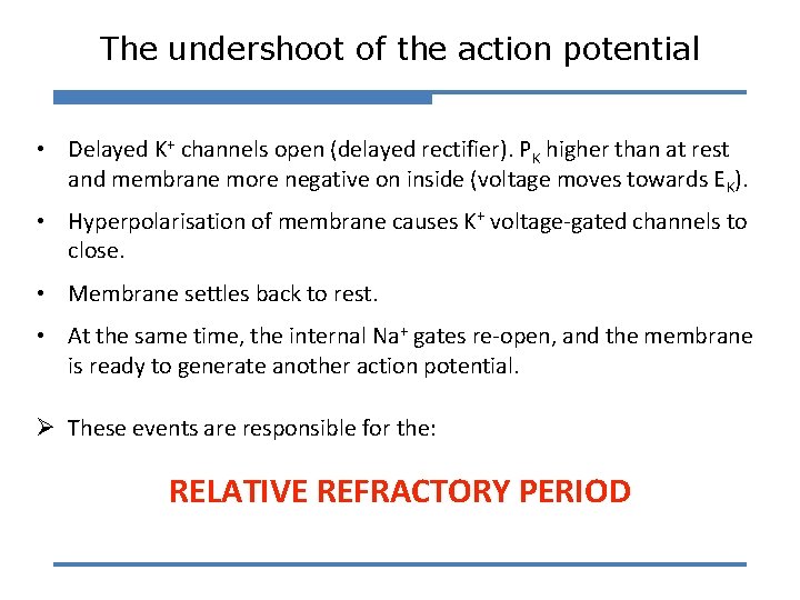 The undershoot of the action potential • Delayed K+ channels open (delayed rectifier). PK