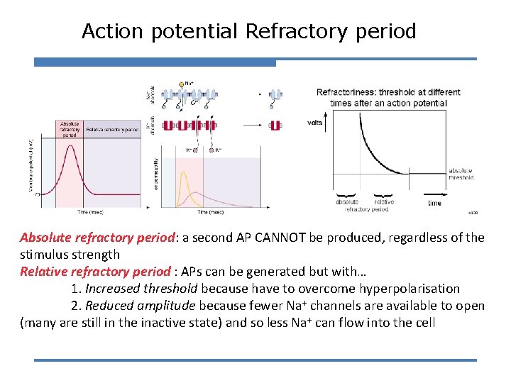 Action potential Refractory period Absolute refractory period: a second AP CANNOT be produced, regardless