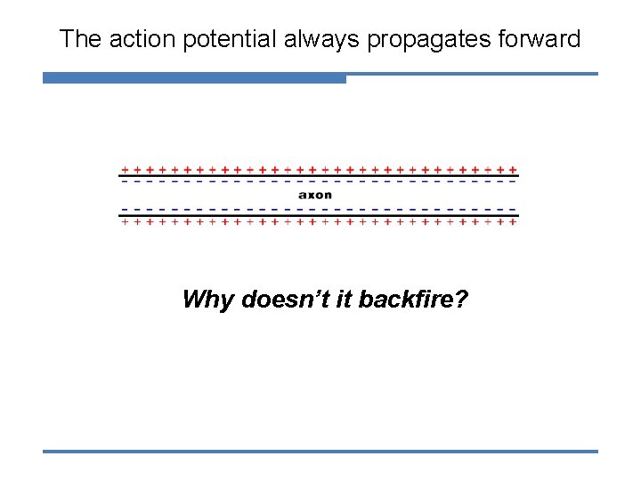 The action potential always propagates forward Why doesn’t it backfire? 