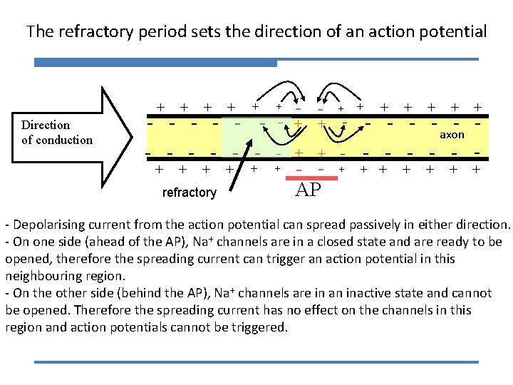 The refractory period sets the direction of an action potential + Direction of conduction