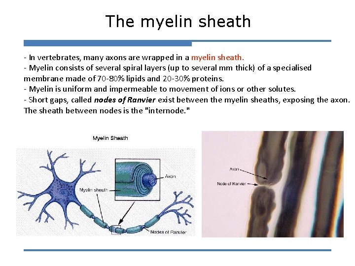 The myelin sheath - In vertebrates, many axons are wrapped in a myelin sheath.