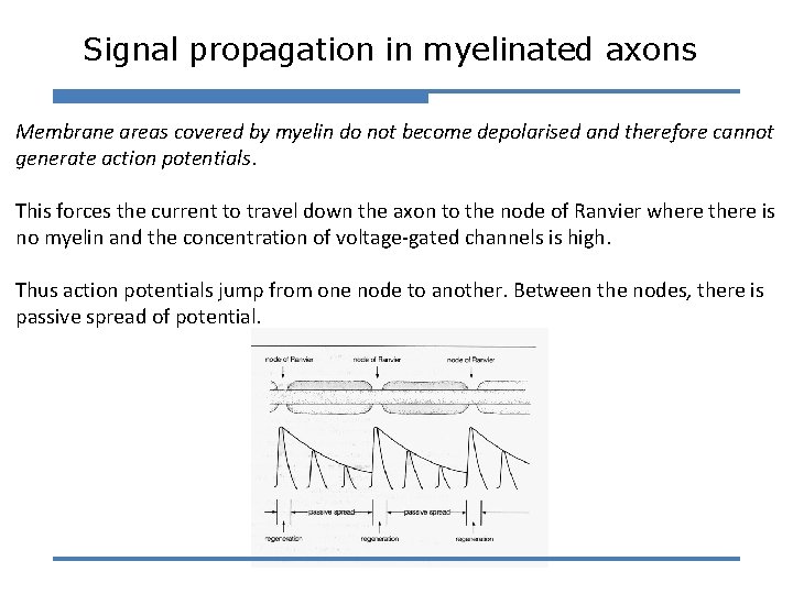 Signal propagation in myelinated axons Membrane areas covered by myelin do not become depolarised