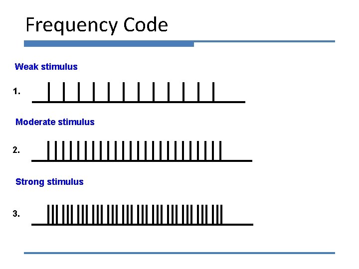 Frequency Code Weak stimulus 1. Moderate stimulus 2. Strong stimulus 3. 