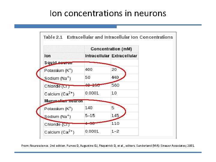Ion concentrations in neurons From: Neuroscience. 2 nd edition. Purves D, Augustine GJ, Fitzpatrick