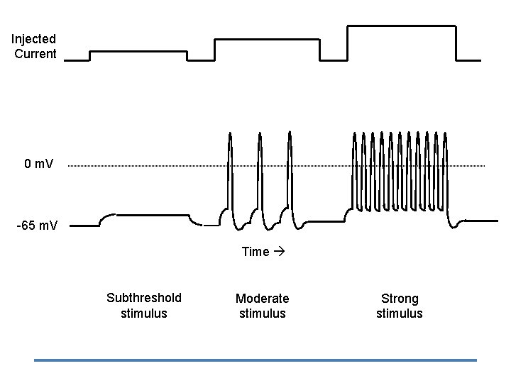 Injected Current 0 m. V -65 m. V Time Subthreshold stimulus Moderate stimulus Strong
