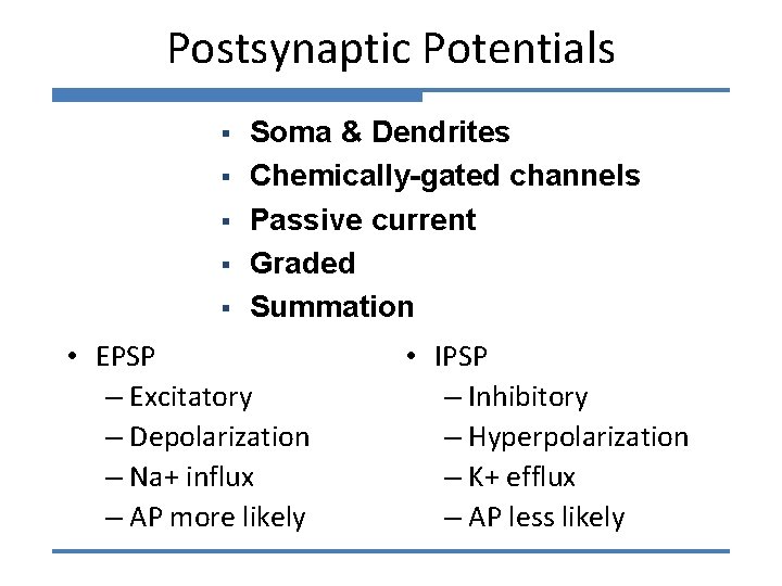 Postsynaptic Potentials § § § Soma & Dendrites Chemically-gated channels Passive current Graded Summation