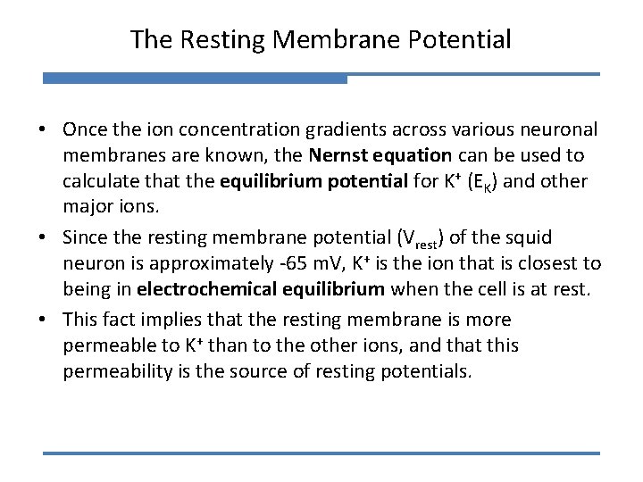 The Resting Membrane Potential • Once the ion concentration gradients across various neuronal membranes