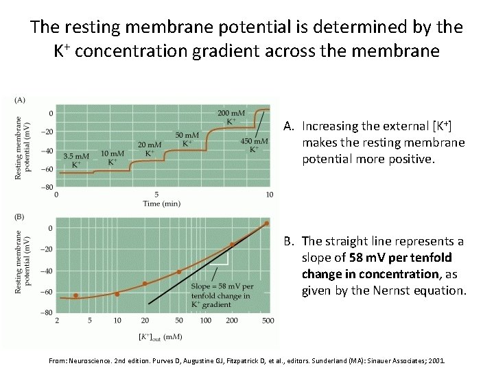 The resting membrane potential is determined by the K+ concentration gradient across the membrane