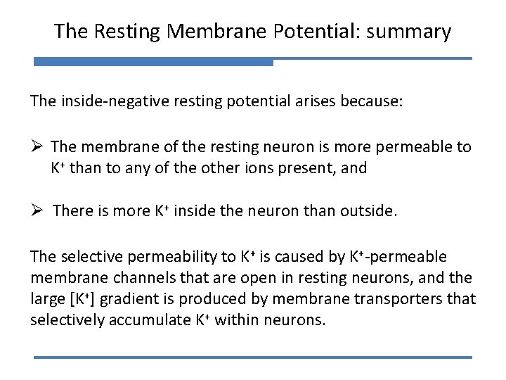 The Resting Membrane Potential: summary The inside-negative resting potential arises because: Ø The membrane