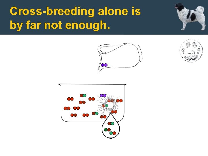 Cross-breeding alone is by far not enough. 