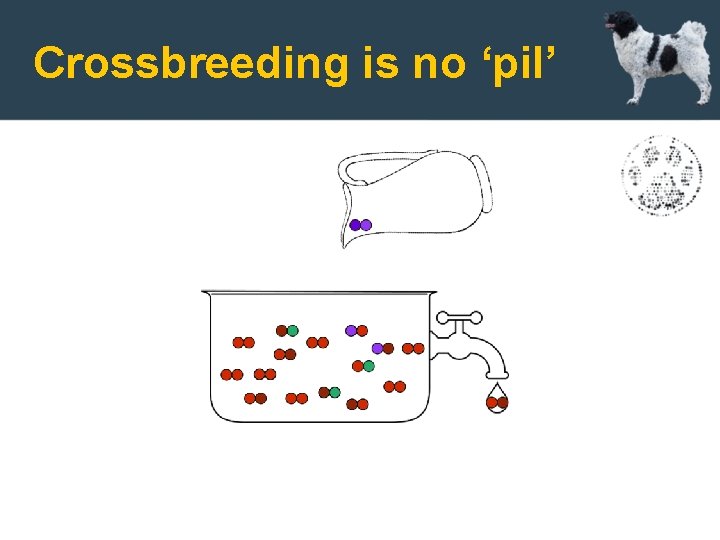 Crossbreeding is no ‘pil’ 