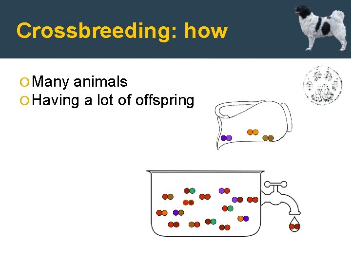 Crossbreeding: how Many animals Having a lot of offspring 