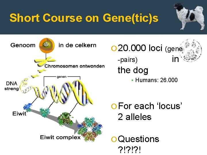 Short Course on Gene(tic)s 20. 000 -pairs) loci (gene in the dog ▪ Humans: