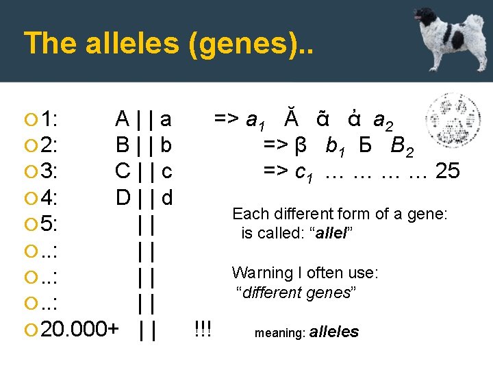The alleles (genes). . 1: A||a 2: B||b 3: C||c 4: D||d 5: D||