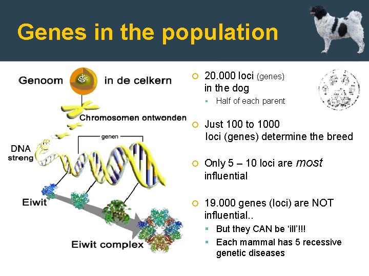 Genes in the population 20. 000 loci (genes) in the dog Half of each