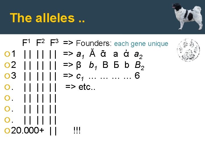 The alleles. . F 1 F 2 1 | | 2 | | 3