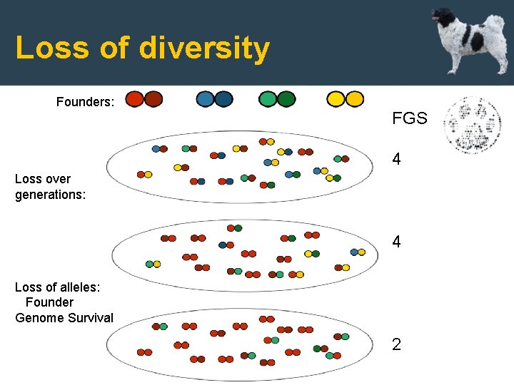 Loss of diversity Founders: FGS 4 Loss over generations: 4 Loss of alleles: Founder
