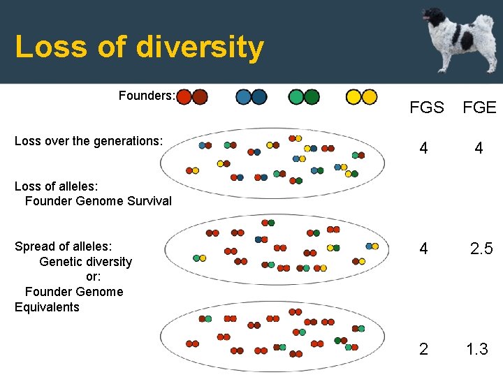 Loss of diversity Founders: Loss over the generations: FGS FGE 4 4 4 2.