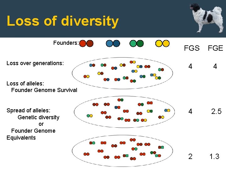 Loss of diversity Founders: Loss over generations: FGS FGE 4 4 4 2. 5