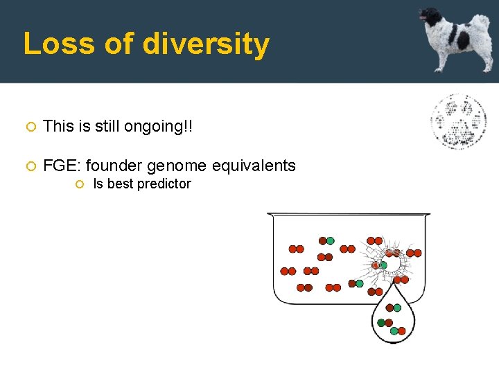 Loss of diversity This is still ongoing!! FGE: founder genome equivalents Is best predictor