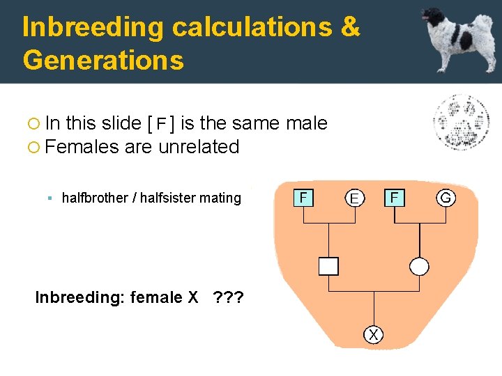 Inbreeding calculations & Generations In this slide [ F ] is the same Females