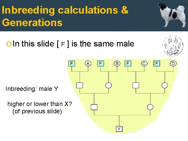Inbreeding calculations & Generations In this slide [ F ] is the same male
