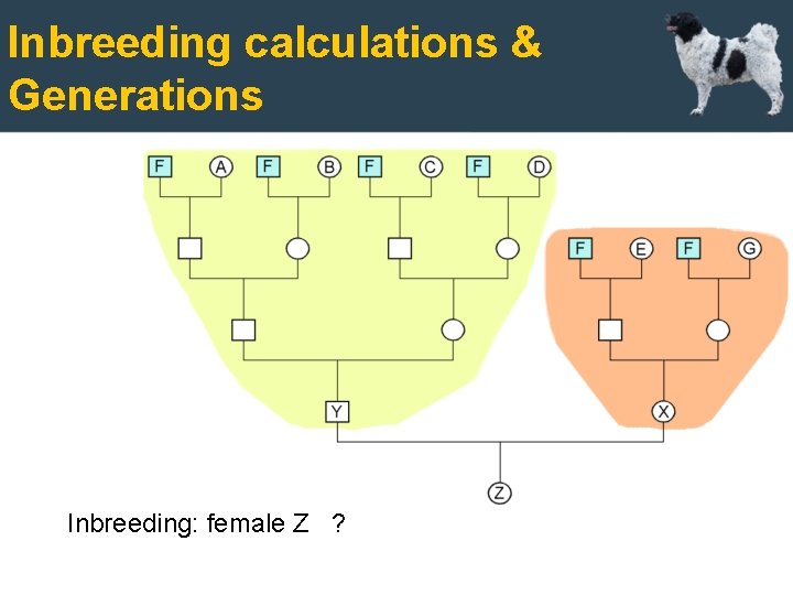 Inbreeding calculations & Generations In deze slide is [F] hetzelf de manne tje. Inbreeding: