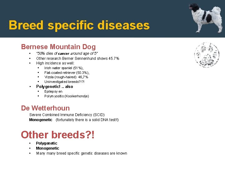 Breed specific diseases Bernese Mountain Dog • • • “ 50% dies of cancer