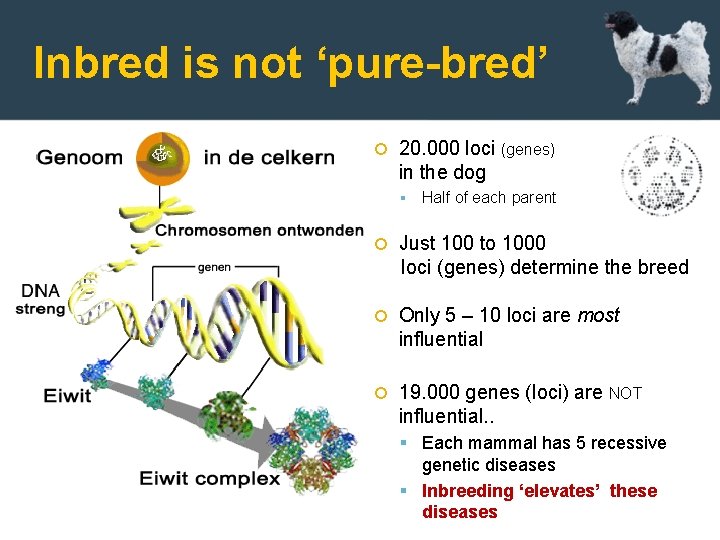 Inbred is not ‘pure-bred’ 20. 000 loci (genes) in the dog Half of each