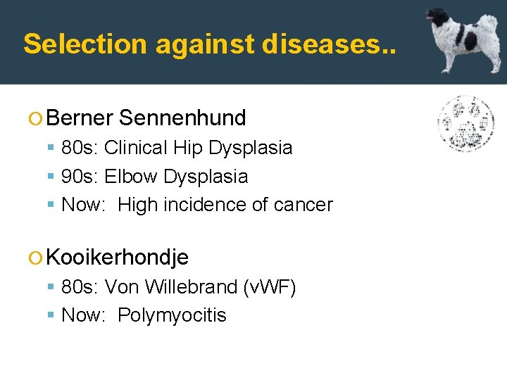 Selection against diseases. . Berner Sennenhund 80 s: Clinical Hip Dysplasia 90 s: Elbow