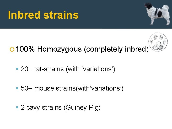 Inbred strains 100% Homozygous (completely inbred) 20+ rat-strains (with ‘variations’) 50+ mouse strains(with‘variations’) 2