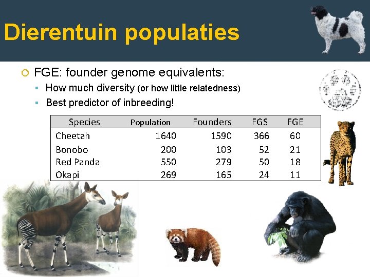 Dierentuin populaties FGE: founder genome equivalents: How much diversity (or how little relatedness) Best