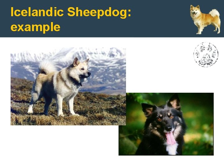 Icelandic Sheepdog: example 