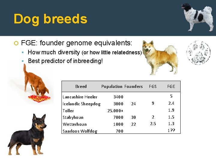 Dog breeds FGE: founder genome equivalents: How much diversity (or how little relatedness) Best