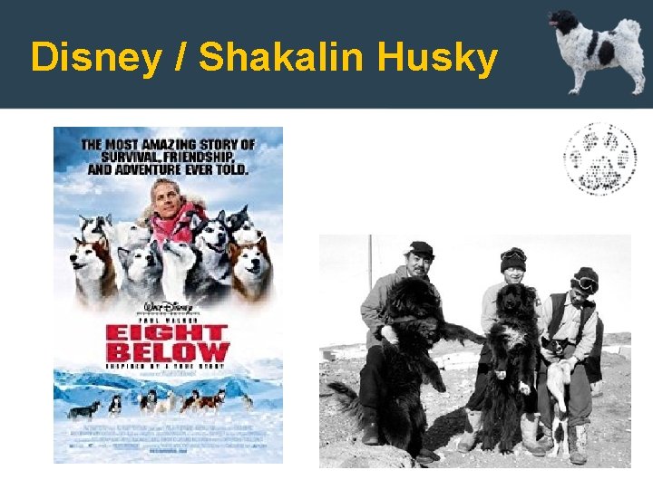 Disney / Shakalin Husky 