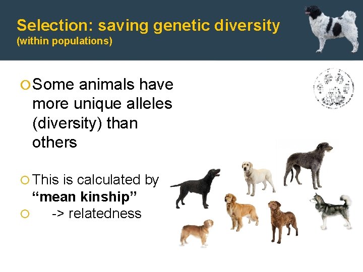 Selection: saving genetic diversity (within populations) Some animals have more unique alleles (diversity) than