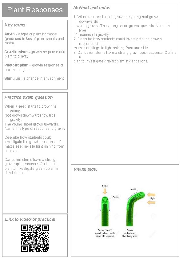 Plant Responses Key terms Auxin - a type of plant hormone (produced in tips