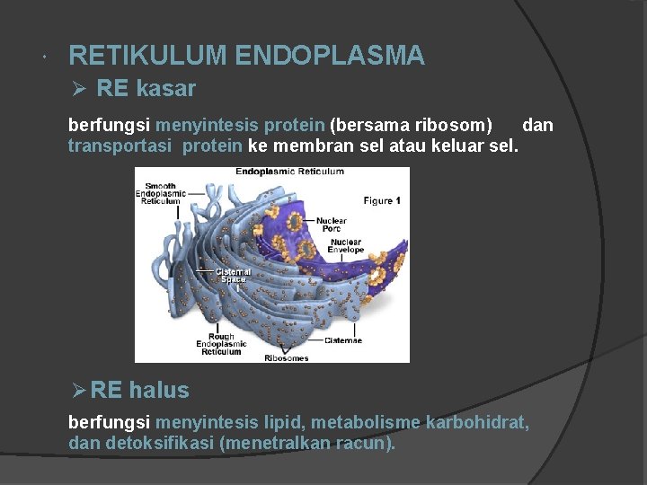  RETIKULUM ENDOPLASMA Ø RE kasar berfungsi menyintesis protein (bersama ribosom) dan transportasi protein