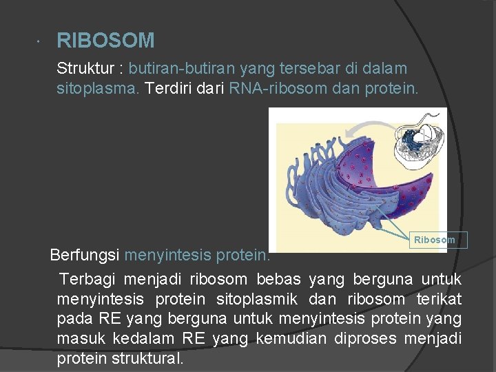  RIBOSOM Struktur : butiran-butiran yang tersebar di dalam sitoplasma. Terdiri dari RNA-ribosom dan