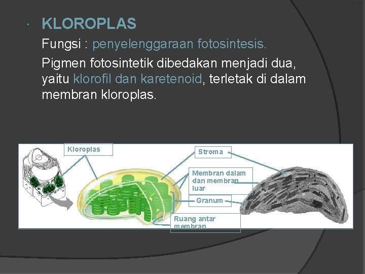  KLOROPLAS Fungsi : penyelenggaraan fotosintesis. Pigmen fotosintetik dibedakan menjadi dua, yaitu klorofil dan