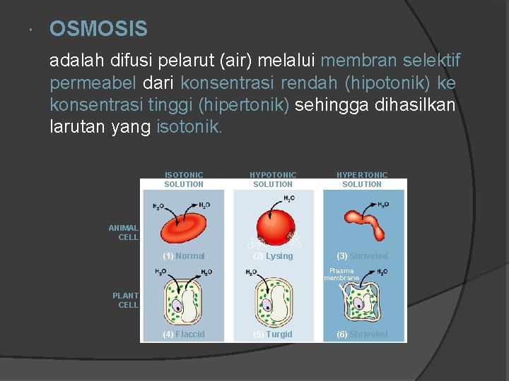  OSMOSIS adalah difusi pelarut (air) melalui membran selektif permeabel dari konsentrasi rendah (hipotonik)