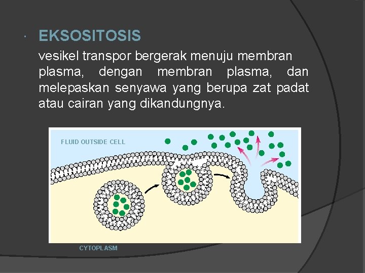  EKSOSITOSIS vesikel transpor bergerak menuju membran plasma, dengan membran plasma, dan melepaskan senyawa