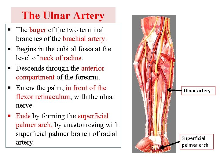 The Ulnar Artery § The larger of the two terminal branches of the brachial