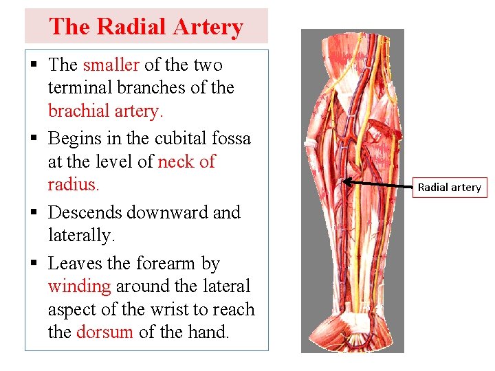 The Radial Artery § The smaller of the two terminal branches of the brachial