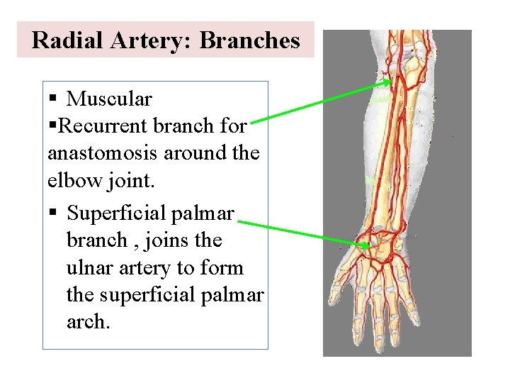 Radial Artery: Branches § Muscular §Recurrent branch for anastomosis around the elbow joint. §