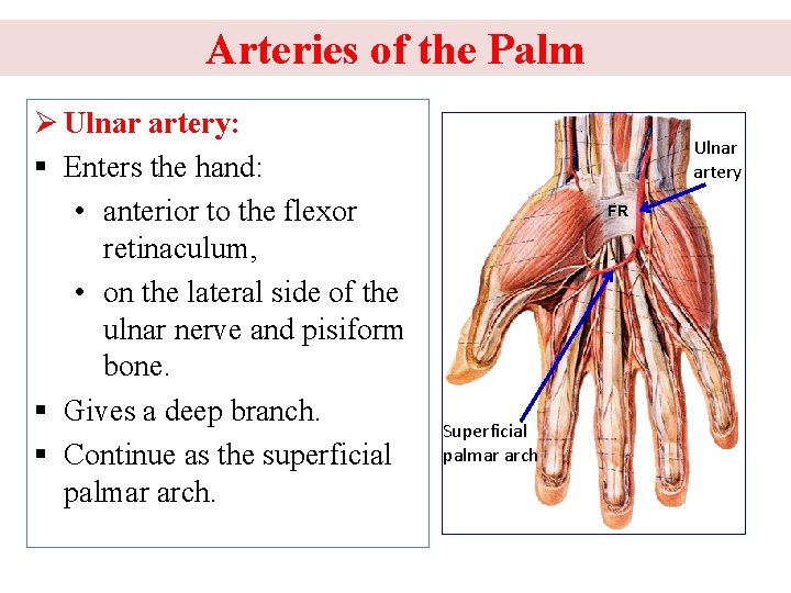 Arteries of the Palm Ø Ulnar artery: § Enters the hand: • anterior to