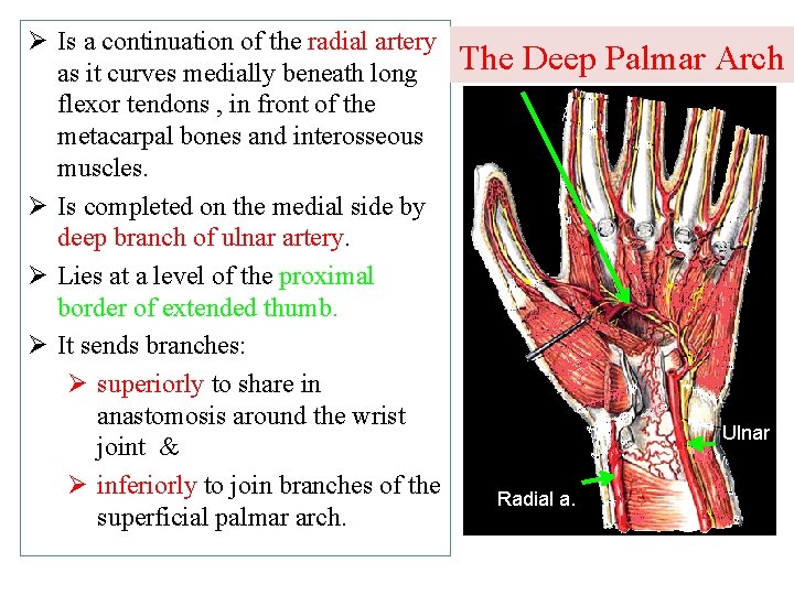 Ø Is a continuation of the radial artery as it curves medially beneath long
